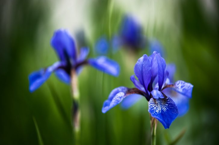 立夏の時期に咲く花