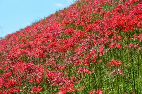 関西で彼岸花の見れるスポット